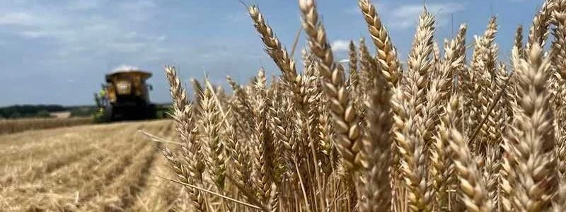«ТАС Агро Південь» засіє озимою пшеницею 9,8 тис. га