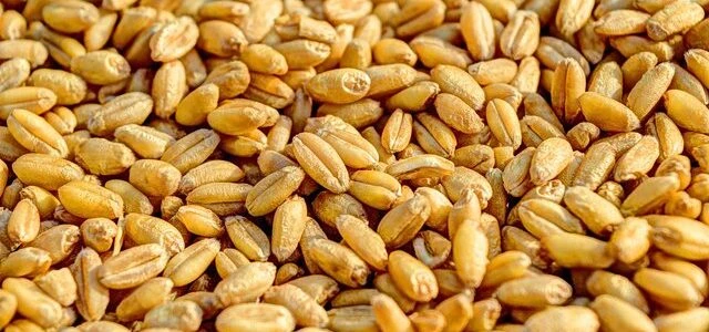 USDA підвищило прогноз врожаю пшениці в Україні до 26 млн тонн, але знизило прогноз експорту до 12,5 млн тонн