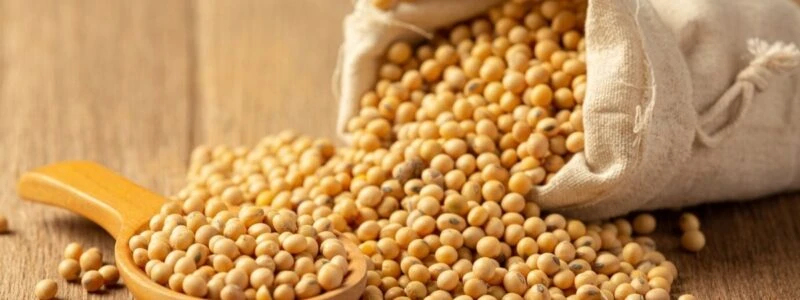 Україна очікує врожай олійних культур на рівні близько 20 млн тонн